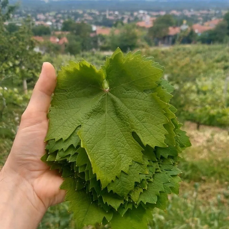 TOKAT SALAMURA BAĞ YAPRAĞI
